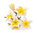 Plumeria and frangipani flowers isolated on white background and clipping path Royalty Free Stock Photo