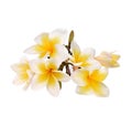 Plumeria and frangipani flowers isolated on white background and clipping path Royalty Free Stock Photo