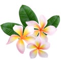 Plumeria, frangipani flowers isolated on white background Royalty Free Stock Photo