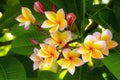 Plumeria (frangipani) flowers Royalty Free Stock Photo