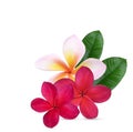 Plumeria, frangipani flowers red ,red ,pink  isolated on white background. Premium psd Royalty Free Stock Photo
