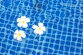 Plumeria or Frangipani flowers in the swimming pool. Royalty Free Stock Photo