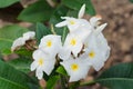 Plumeria (frangipani) flowers on tree (Other names are Royalty Free Stock Photo