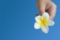 Plumeria (frangipani) in hand