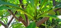 Plumeria frangipani or kath gulab bangladeshi flower tree stock