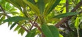 Plumeria frangipani or kath gulab tree snap