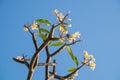 Plumeria, Frangipani, Leelawadee, Lantorm flower bloom Royalty Free Stock Photo