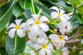 Plumeria,Frangipani,leelawadee,lantorm flower bloom Royalty Free Stock Photo