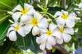 Plumeria,Frangipani,leelawadee,lantorm flower bloom Royalty Free Stock Photo