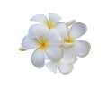 Close up white plumeria or frangipani flower isolated on white background. Royalty Free Stock Photo