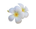 Close up white plumeria or frangipani flower isolated on white background. Royalty Free Stock Photo