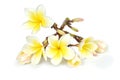 Tropical flowers frangipani plumeria isolated on white background Royalty Free Stock Photo