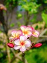 Plumeria, Frangipani, Temple tree, Graveyard tree Royalty Free Stock Photo