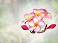 Plumeria, Frangipani, Temple tree, Graveyard tree, closeup of  pink-red frangipani flower branch Royalty Free Stock Photo