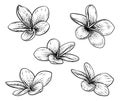 Plumeria Frangipani Tropical Bali Flower Etching