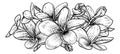 Plumeria Frangipani Tropical Bali Flower Woodcut