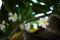 Plumeria or frangipani white flower