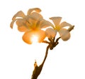 Plumeria frangipani white flowers are exposed to sunlight, orange color changes. on white background. Isolated Royalty Free Stock Photo