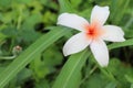 Plumeria or Frangipani white flowers fell on the green grass leaves with water droplets after rain falling. Royalty Free Stock Photo