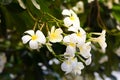 Plumeria, Frangipani, white flowers