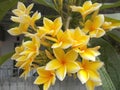 Plumeria or frangipani Royalty Free Stock Photo
