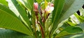 Plumeria frangipani width leave with flowers stock photo