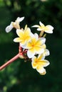 Plumeria or frangipanni blossom