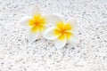 plumeria or frangipanni blossom Royalty Free Stock Photo