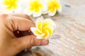 Plumeria or frangipanni blossom in woman's hand.