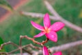 Plumeria, Fresh pink flowers after the rain Royalty Free Stock Photo