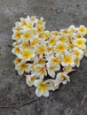 A Frangipani flower heart filled near plumeria tree with too many flowers and some buds