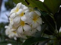 Flowers of plumeria. Hawaii.