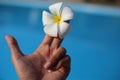 Plumeria on hand