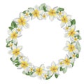 Plumeria. Hawaiian wreath.