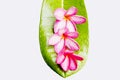Plumeria isolate Royalty Free Stock Photo
