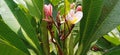 Plumeria frangipani width leave with flowers stock