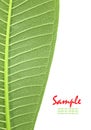 Plumeria leaf Royalty Free Stock Photo