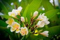 Plumeria