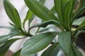 Plumeria leaves 0770 c