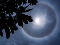 Plumeria Leaves in front of a Black Silhouette of The Sun Halo i Royalty Free Stock Photo