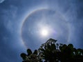 Plumeria Leaves in front of a Black Silhouette of The Sun Halo i Royalty Free Stock Photo