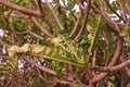 Plumeria leaves and shoot malformation Royalty Free Stock Photo