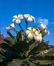 Plumeria, nag champa flowers blue sky background.