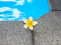 Plumeria near swimming pool Royalty Free Stock Photo