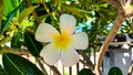 Plumeria Obtusa & x28;Cempaka Cambodia& x29; growing in the yard of the house