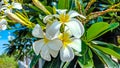 Plumeria Obtusa & x28;Cempaka Cambodia& x29; growing in the yard of the house