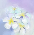 Oil painting White Plumeria-frangipani flowers Royalty Free Stock Photo