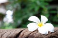 Plumeria on the old wood.