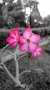 Plumeria pink flower, abstract