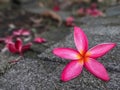 Plumeria pink flowers that fall on the floor. Royalty Free Stock Photo